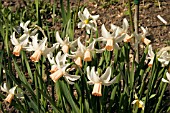 NARCISSUS COTINGA DAFFODIL