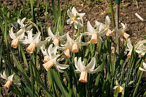 NARCISSUS_COTINGA_DAFFODIL