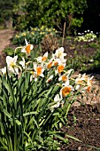 NARCISSUS DUKE OF WINDSOR DAFFODIL