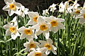 NARCISSUS BLARNEY DAFFODIL