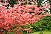 ACER PALMATUM SHINDESHOJO MAPLE