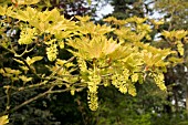 ACER PSEUDOPLATANUS PRINZ HANDJERY SYCAMORE