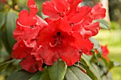 RHODODENDRON GRACE SEABROOK