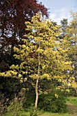 ACER PSEUDOPLATANUS PRINZ HANDJERY SYCAMORE