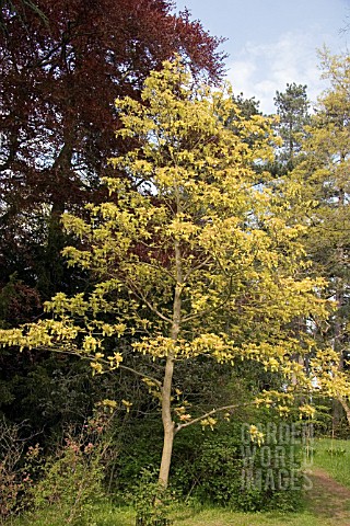 ACER_PSEUDOPLATANUS_PRINZ_HANDJERY_SYCAMORE