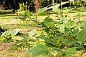 ACER RUFINERVE  HATSUYUKI SYN ALBOLIMBATUM,  SNAKE BARK MAPLE,