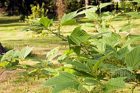 ACER_RUFINERVE__HATSUYUKI_SYN_ALBOLIMBATUM__SNAKE_BARK_MAPLE