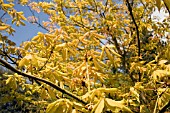 AESCULUS NEGLECTA ERTHROBLASTOS,  SUNRISE HORSE CHESTNUT