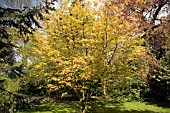 AESCULUS NEGLECTA ERTHROBLASTOS,  SUNRISE HORSE CHESTNUT