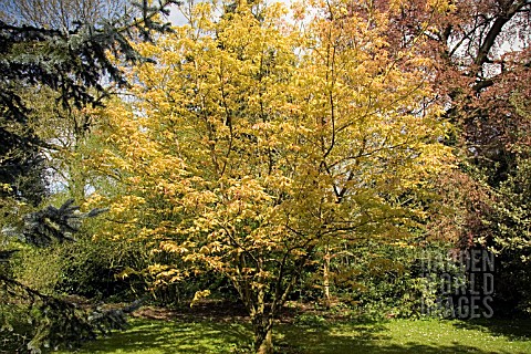 AESCULUS_NEGLECTA_ERTHROBLASTOS__SUNRISE_HORSE_CHESTNUT