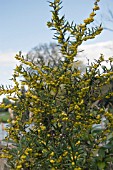 BERBERIS REPLICA,  BARBERRY