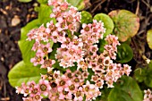 BERGENIA ORNATA,  ELEPHANTS EARS