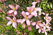 CLEMATIS WARWICKSHIRE ROSE