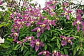 CLEMATIS ALPINA RUBY VIRGINS BOWER