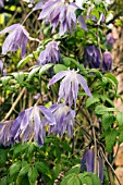 CLEMATIS MACROPETALA WESTLETON