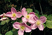 CLEMATIS MONTANA TETRAROSE  OLD MANS BEARD