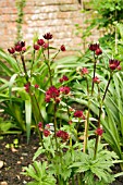 ASTRANTIA MOULIN ROUGE