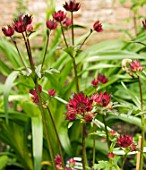 ASTRANTIA MOULIN ROUGE