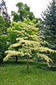 CORNUS CONTROVERSA VARIEGATA DOGWOOD