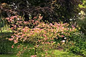 CORNUS FLORIDA CHEROKEE CHIEF FLOWERING DOGWOOD