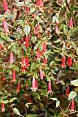 CORREA MANNII,  AUSTRALIAN FUSCHIA