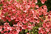 DIASCIA MARITIMA LITTLE DREAMER