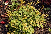 EPIMEDIUM DAVIDII,  BISHOPS MITRE