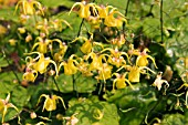 EPIMEDIUM DAVIDII,  BISHOPS MITRE