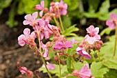 GERANIUM MACRORRHIZUM,  CRANESBILL