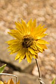 HELICHRYSUM DARGAN HILL MONARCH EVERLASTING FLOWER