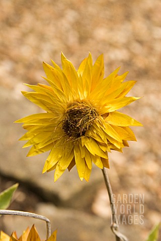 HELICHRYSUM_DARGAN_HILL_MONARCH_EVERLASTING_FLOWER