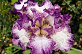 IRIS MARIPOSA AUTUMN