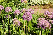 ALLIUM GLOBEMASTER