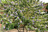 BUDDLEJA SALVIFOLIA,  SOUTH AFRICAN SAGEWOOD