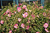 CISTUS X PURPUREUS BETTY TAUDEVIN