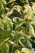 ACER NEGUNDO ELEGANS,  ASH LEAFED MAPLE