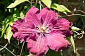 CLEMATIS ROUGE CARDINAL