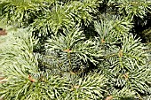 ABIES LASIOCARPA COMPACTA,  SILVER FIR