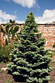 ABIES LASIOCARPA COMPACTA,  SILVER FIR