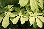 AESCULUS HIPPOCASTANUM WEISSELINK HORSE CHESTNUT