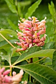 AESCULUS PAVIA PURPLE SPRING RED BUCKEYE,  HORSE CHESTNUT