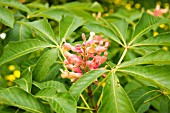 AESCULUS PAVIA ROSEA NANA,  RED BUCKEYE,  HORSE CHESTNUT