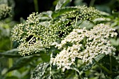 SAMBUCUS NIGRA PULVERULENTA,  ELDER