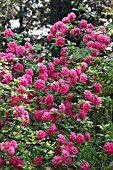 RHODODENDRON HOMEBUSH