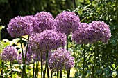 ALLIUM GLOBEMASTER