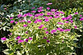 GERANIUM PSILOSTEMON,  ARMENIAM CRANESBILL