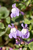 CYMBALARIA PALLIDA,