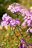 PHLOX CAROLINA BILL BAKER