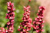 HEUCHERA RASPBERRY REGAL CORAL FLOWER