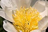 PAEONIA LOTUS QUEEN PEONY